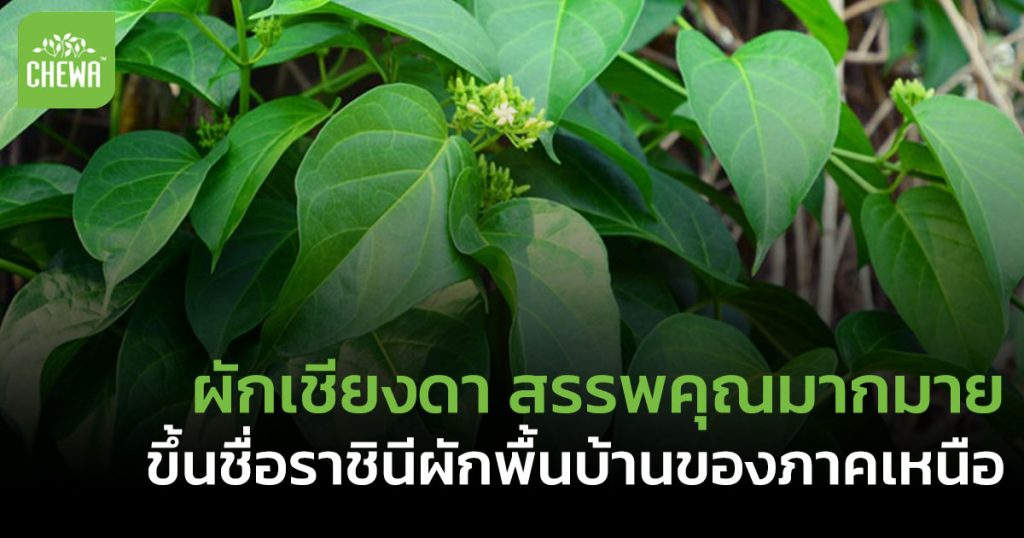 ผักเชียงดา สรรพคุณ 6 อย่างที่คนเป็นเบาหวาน ไม่ควรมองข้าม