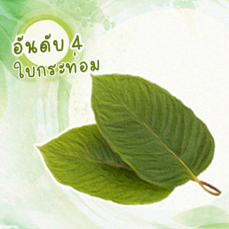 สมุนไพรลดเบาหวาน อันดับ 4 ใบกระท่อม