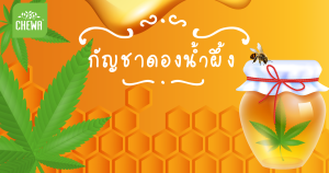 กัญชาดองน้ำผึ้ง ประโยชน์ 40 อย่าง! และผลต่อคนเป็นเบาหวาน