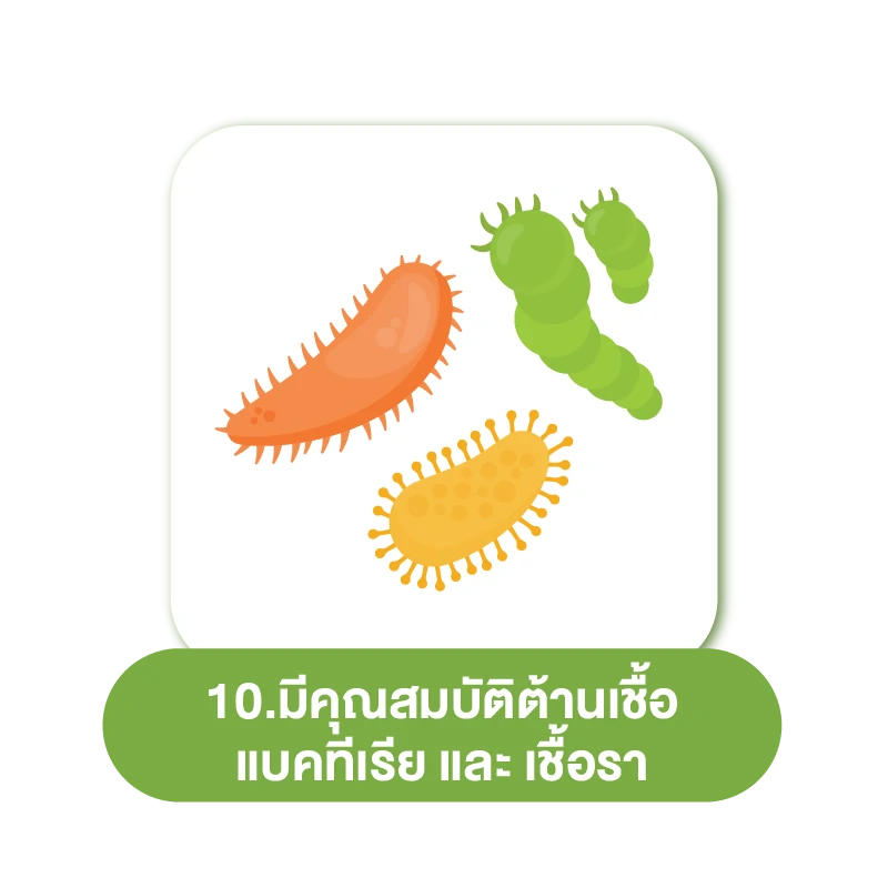 คาโมมายล์ สรรพคุณ 10 อย่าง 10.มีคุณสมบัติต้านเชื้อแบคทีเรียและเชื้อรา