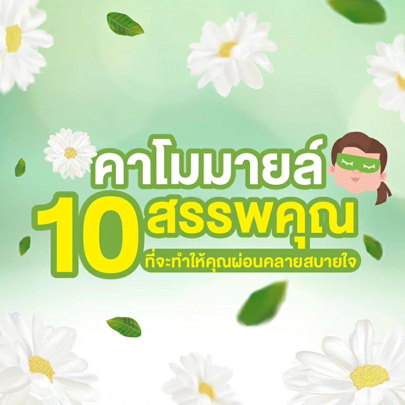 คาโมมายล์ สรรพคุณ 10 อย่าง ที่จะทำให้คุณผ่อนคลายสบายใจ