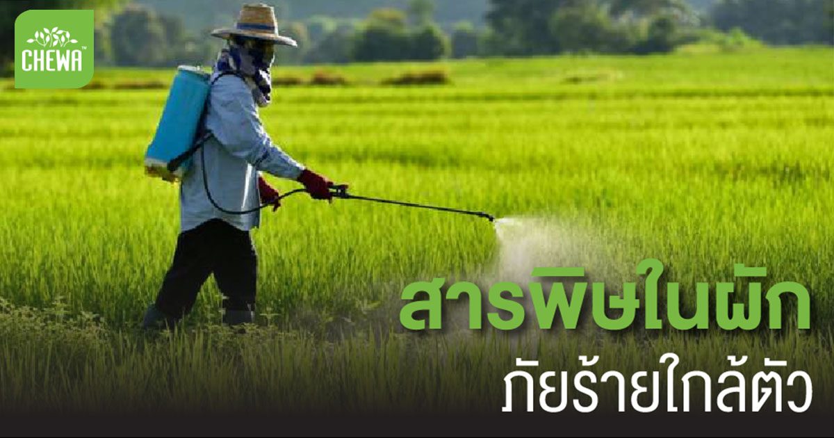 สารเคมีในผัก อันตรายกว่าที่คุณคิด เสี่ยงชีวิตได้ง่ายๆ