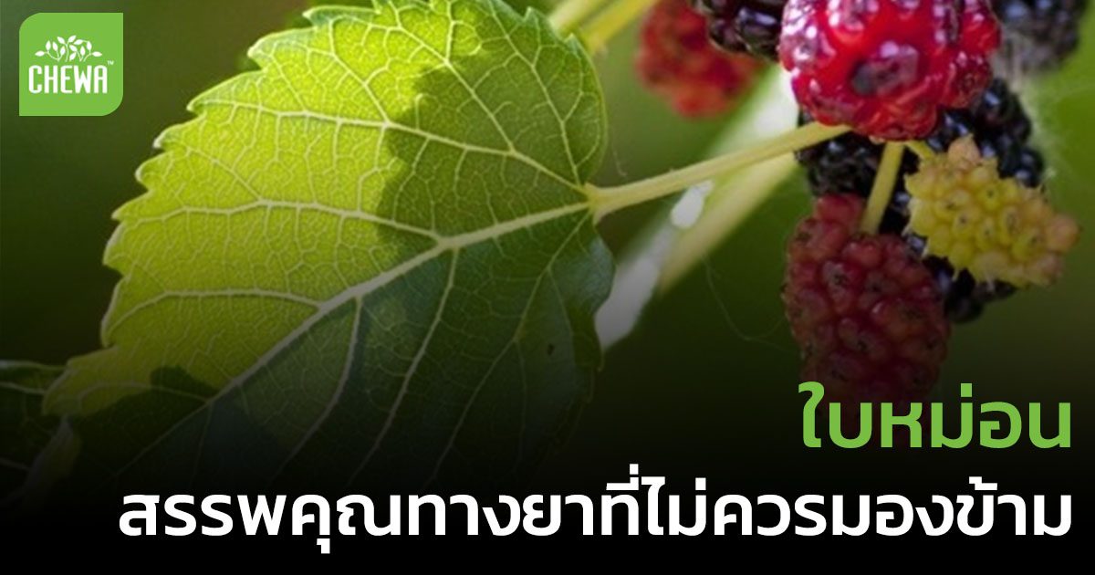 ใบหม่อน สรรพคุณทางยาที่ไม่ควรมองข้าม